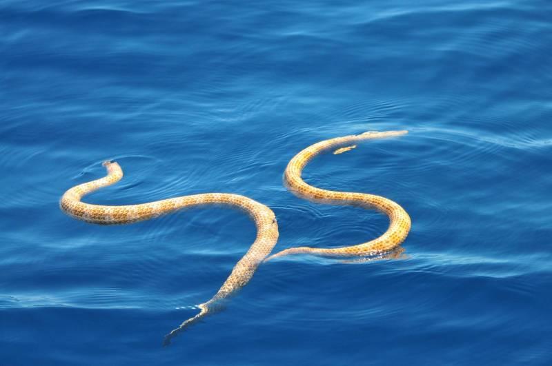 大量海蛇上岸 纽西兰不再是 无蛇国 瓜媒体