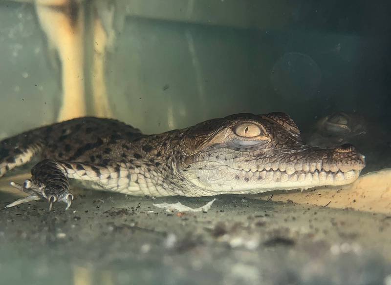 动物知识粉专「CrocoMan-GO 鳄名远播」分析该如何避免人与鳄鱼的冲突状况。鳄鱼示意图，非新闻事件主角。（法新社）(photo:LTN)