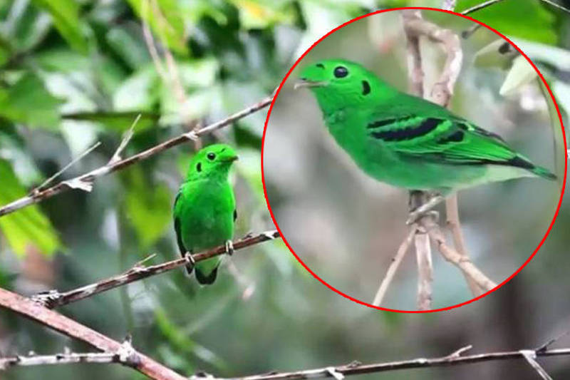 「绿阔嘴鸟」（学名：Calyptomena viridis）目前分布于缅甸、泰国、印尼与马来西亚，在汶莱与新加坡均已被官方宣布灭绝。（图取自FACEBOOK 「Singapore Birders」，本报合成）(photo:LTN)
