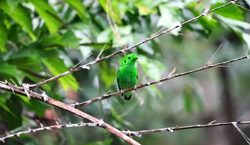 新加坡国家公园委员会证实，当地民众先前拍到1只在1941年就被宣布灭绝的「绿阔嘴鸟」。（图取自FACEBOOK 「Singapore Birders」）(photo:LTN)