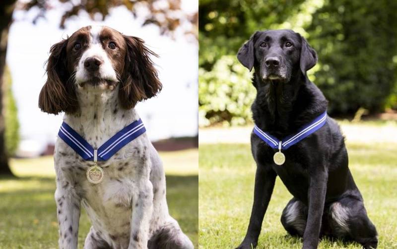英國2退役軍犬奉獻國家6年獲頒 動物界大英帝國勳章 國際 自由時報電子報