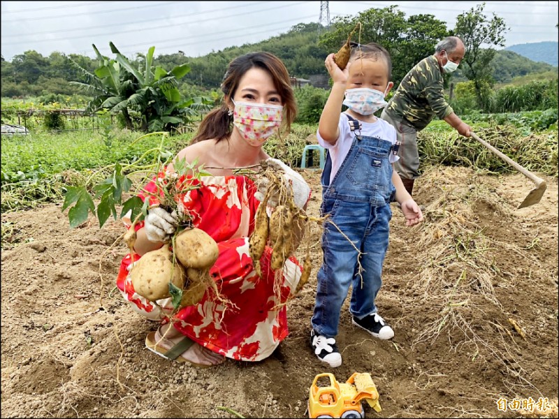 萬里雙興地瓜上市，公所整合在地小農，推出線上訂購宅配到家。（記者俞肇福攝）