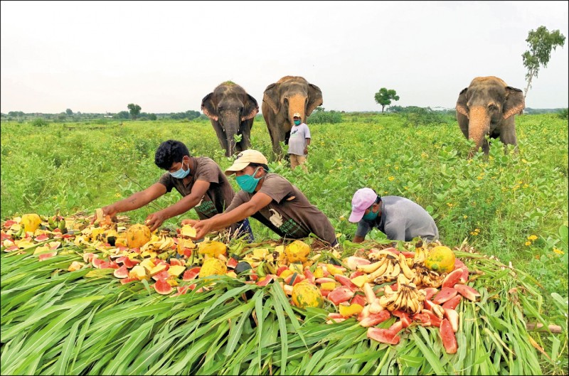 印度一處大象庇護所的大象在「世界大象日」盡享美食。（路透檔案照）