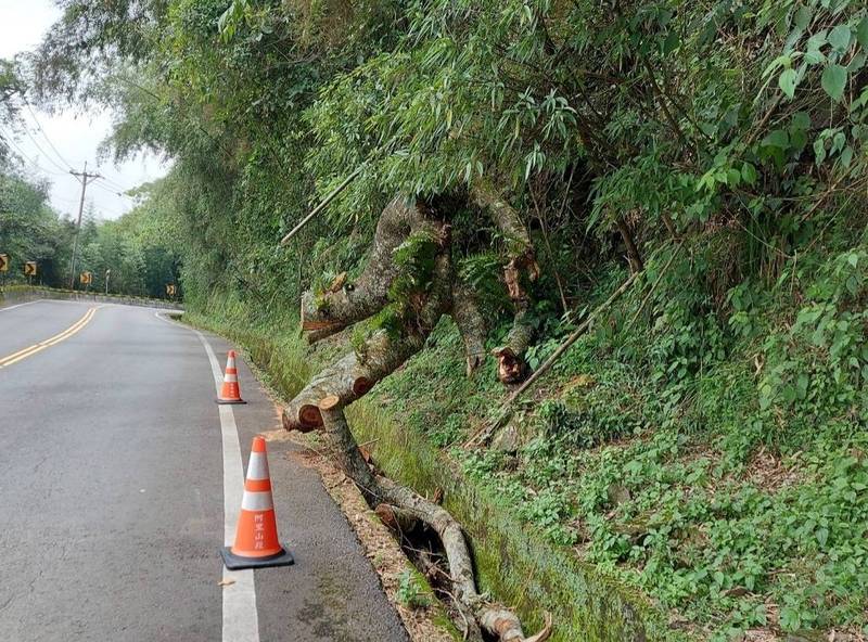 嘉義縣阿里山公路有3處邊坡危木需移除。（阿里山工務段提供）