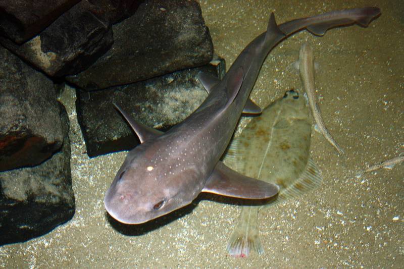 义大利水族馆在仅住有雌性鲨鱼的水族箱中发现鲨鱼宝宝。示意图，非新闻中鲨鱼。（法新社）(photo:LTN)