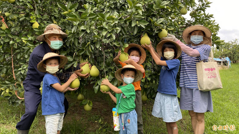 親子在柚園揮灑汗水，體驗採摘麻豆文旦。（記者楊金城攝）