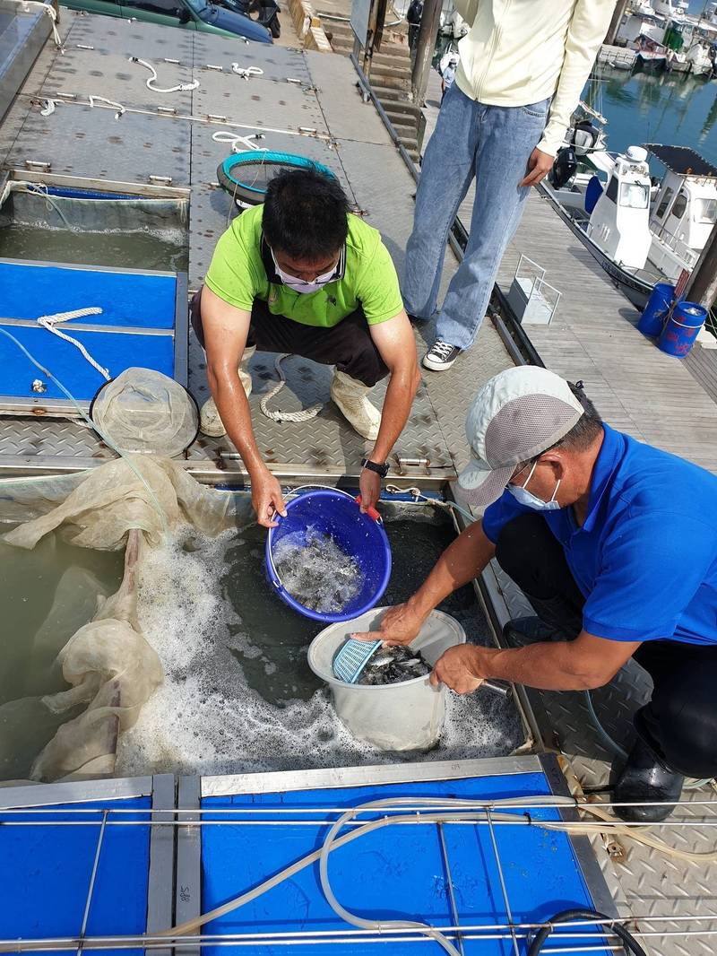 台中市農業局改善沿岸漁業環境，放流黑鯛魚苗。（農業局提供）