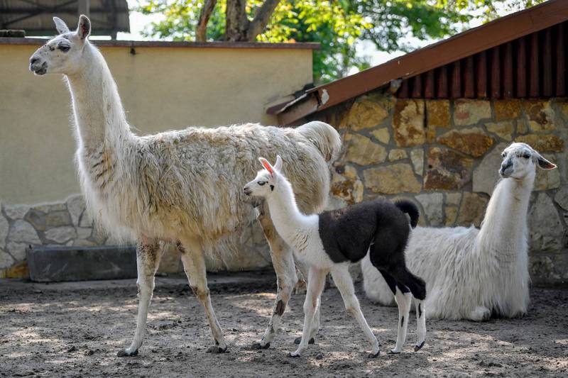 骆马也称为羊驼，在中国有人叫牠草泥马，比利时一家生医新创公司实验发现，骆马抗体能削弱冠状病毒，目前已展开临床试验。（欧新社）(photo:LTN)