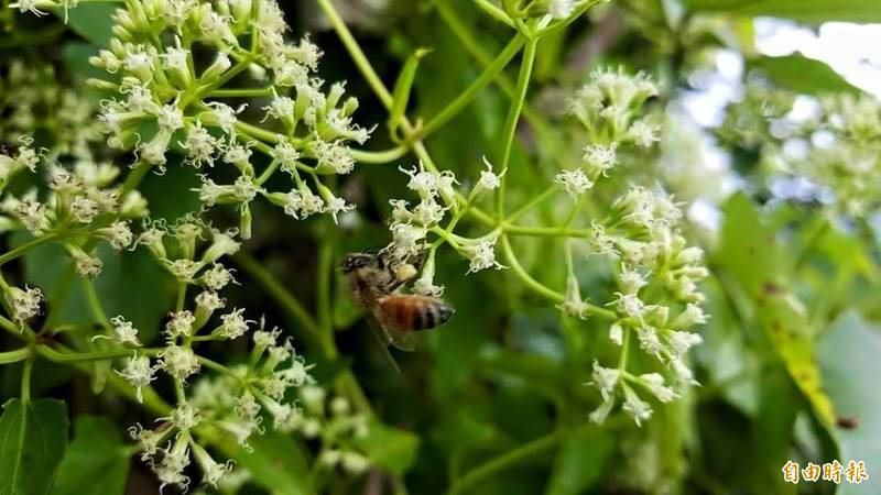 綠癌 小花蔓澤蘭變烘焙食材綠森林蛋糕獲好評 生活 自由時報電子報