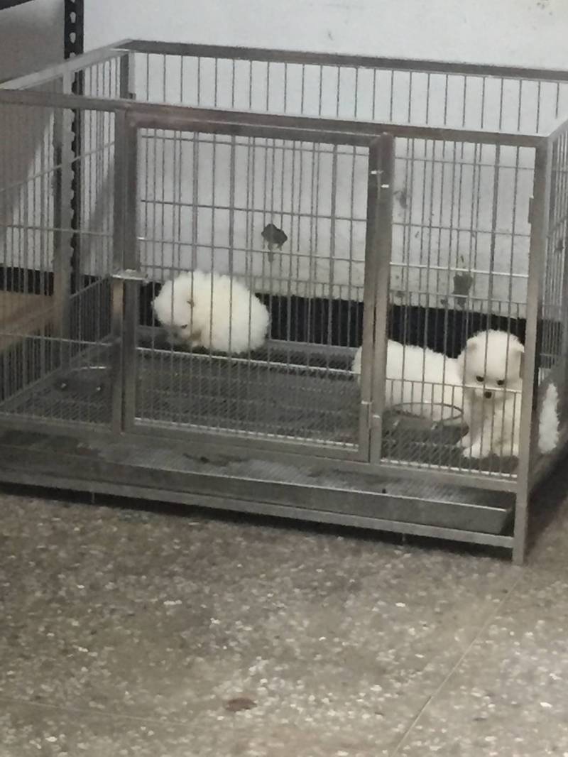 專案人員在林政龍的養殖場裡找到2、30隻來源不明的名犬。（讀者提供）
