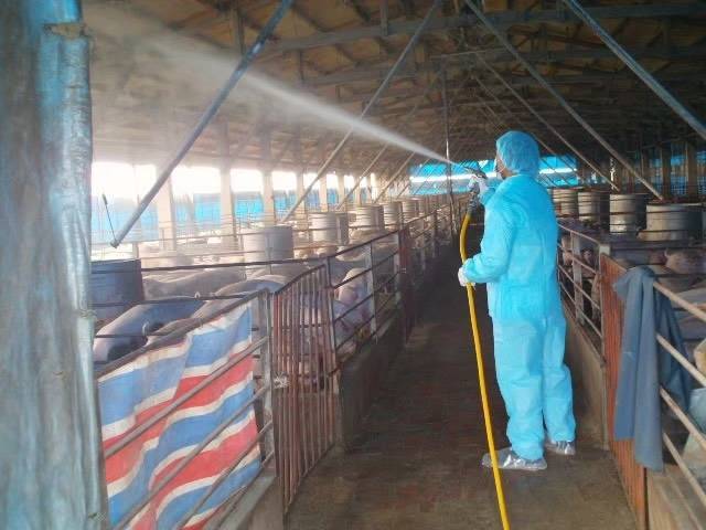 為了防堵非洲豬瘟，全國農政單位動起來查訪養豬場是否有違法使用廚餘情況，也檢視豬隻健康狀況。（防檢局提供）