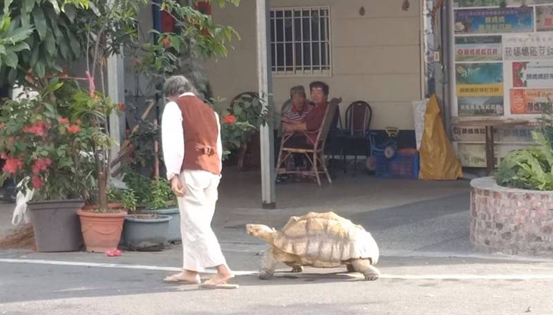 屏東潮州1位阿嬤帶著巨大的寵物象龜出門蹓躂。（民眾楊楚瑜提供）
