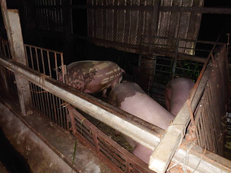 台東縣府前晚在卑南鄉一處養豬戶查獲違法餵養廚餘。（台東縣府提供）