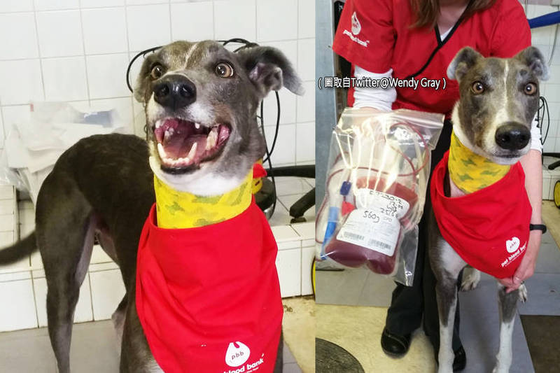 英国9岁狗狗伍迪（Woodie）连续捐血6年，献血22次，累积捐赠1万毫升，拯救约88条性命，获封「超级巨星狗狗」。（图取自Twitter@Wendy Gray、资料照；本报合成）(photo:LTN)