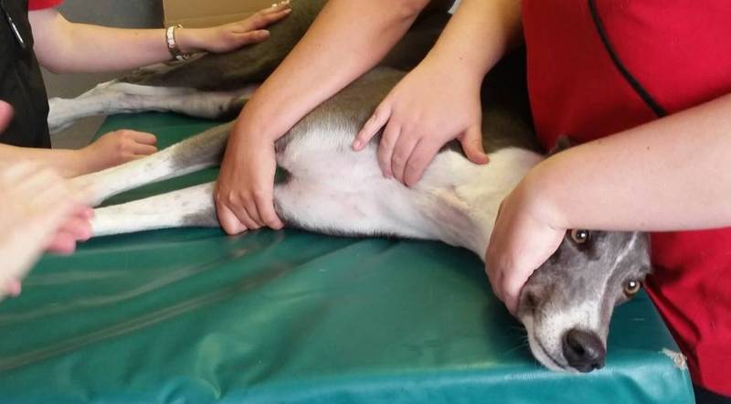 英国9岁狗狗伍迪（Woodie）连续捐血6年，献血22次，累积捐赠1万毫升，拯救约88条性命，获封「超级巨星狗狗」。（图撷取自Twitter_@Wendy Gray）(photo:LTN)