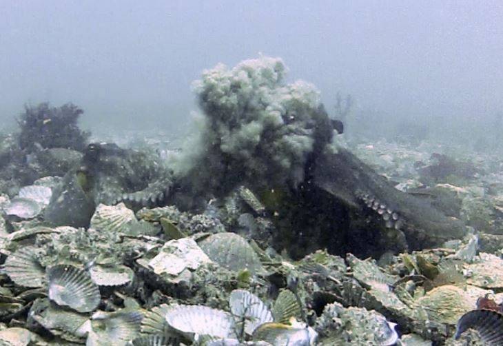 新研究发现母章鱼抵御公章鱼「意图性侵」的方式，母章鱼会从海底捡拾淤泥、贝壳丢公章鱼。（图取自「bioRxiv」）(photo:LTN)