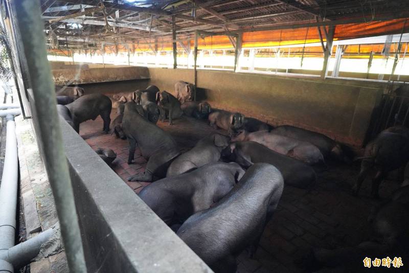 林口翔育畜牧場飼養近2000頭豬隻，禁用廚餘，養豬戶只能苦撐。（記者林欣漢攝）