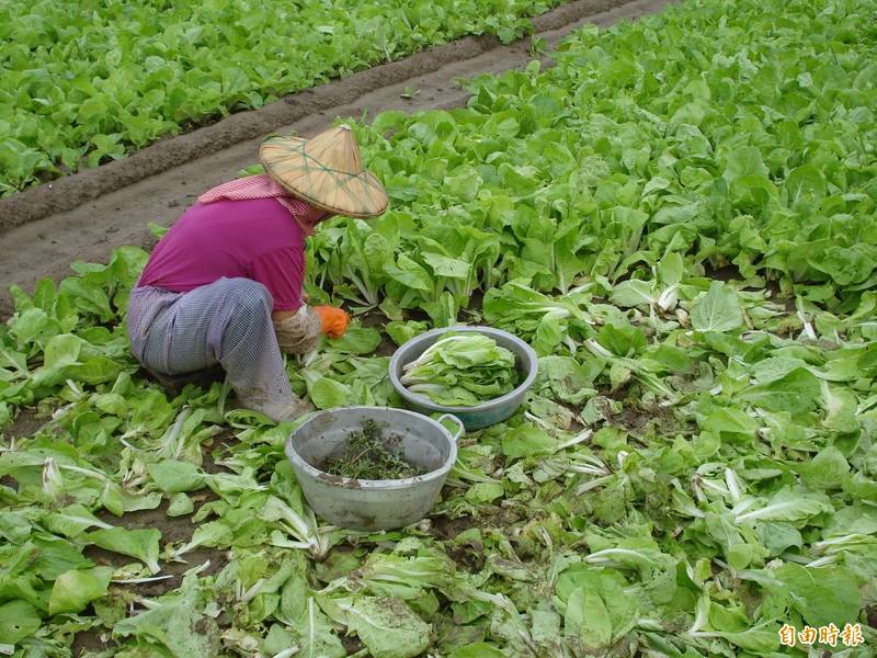 南部葉菜類復耕供貨，菜價恢復穩定（記者葉永騫攝）