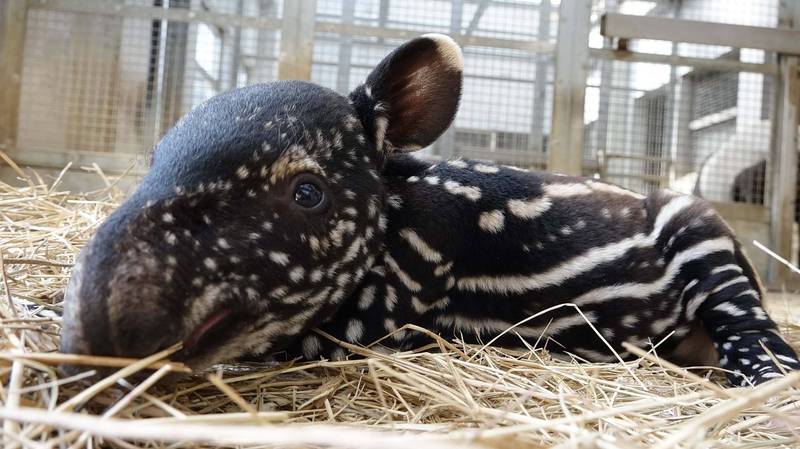 來自捷克的馬來貘「貘克」與台北市動物園「貘莉」交配產下1女寶寶，動物園徵名活動於8月31日起開始投票。（圖由台北市立動物園提供）