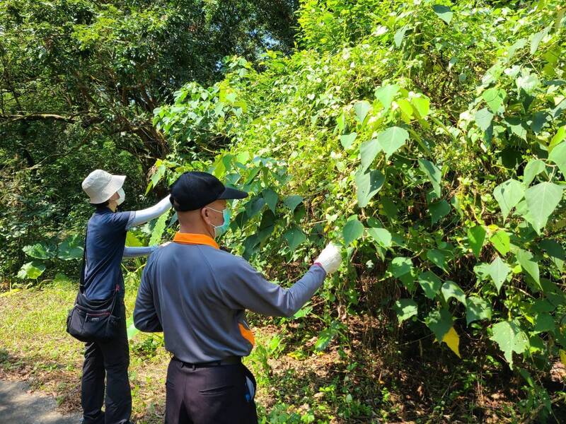 林務局獎勵剷除小花蔓澤蘭，不少民眾認為收購價偏低，影響防治成效。（屏東林管處提供）