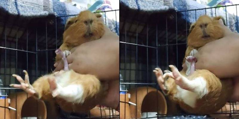 泰國天竺鼠社團有飼主貼出公天竺鼠發情處理影片，他必須抱著天竺鼠讓牠「排解」，將牠體內的「子孫」宣洩而出。（圖取自บ้านแกสบี้ guinea pig thailand）