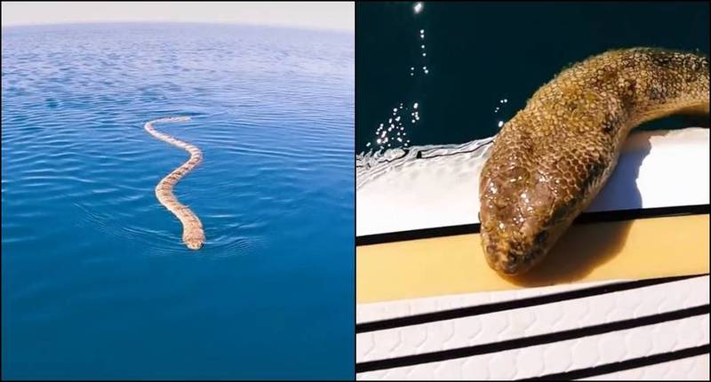 2米发情剧毒海蛇游来登冲浪板愣住 认错了 视频 瓜媒体
