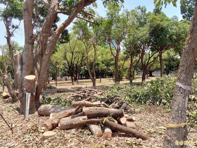 台南市每年修剪樹木產生大量的廢木料，環保局將試辦「木料銀行」讓資源再利用。（記者蔡文居攝）