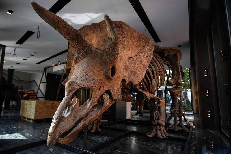 本次投入拍賣的化石被命名為「大約翰」（見圖），曾生存於距今約6600萬年前的白堊紀末期，正好是恐龍滅絕前夕。（法新社）