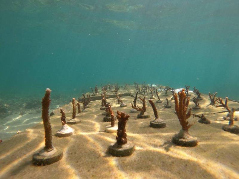 澎湖縣政府農漁局與池東國小，在虎目石滬內復育珊瑚。（小池角水上樂園提供）