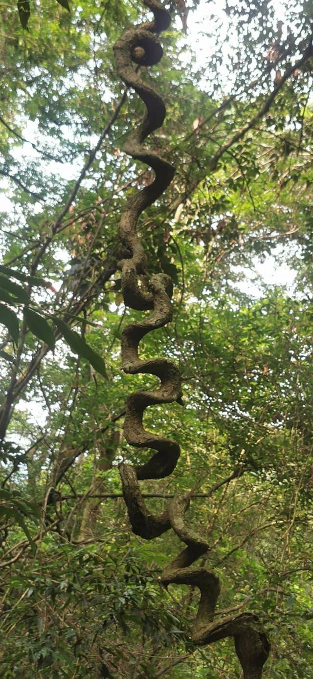 山中 不動巨蠎 現身 罕見植物猛然一看嚇壞 生活 自由時報電子報
