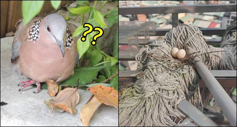 1名女子近日在自家陽台發現竟有斑鳩築巢，但卻只放了幾根樹枝就完工，還生下了2顆蛋，讓她直呼「原來是隨便鳩的蛋」。（左圖資料照，右圖取自爆廢公社）