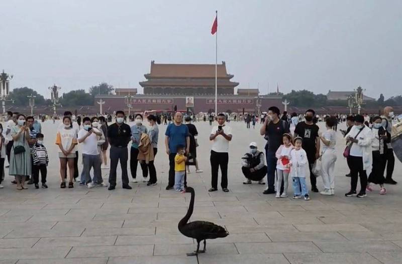 黑天鹅引起民众围观。（撷取自微博）(photo:LTN)