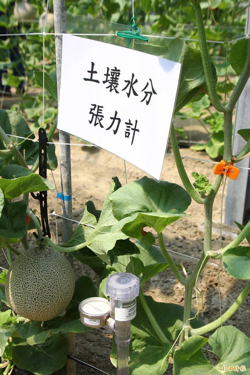 嘉義縣東石鄉農民潘春木使用土壤水分張力計測量土壤水分狀況。(記者林宜樟攝) 嘉義縣東石鄉農民潘春木使用土壤水分張力計測量土壤水分狀況。(記者林宜樟攝)