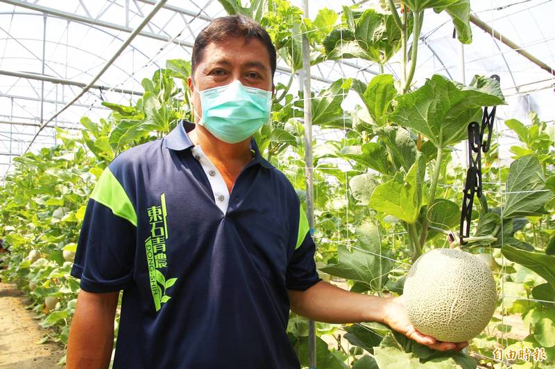 東石鄉農民潘春木種植夏露洋香瓜。(記者林宜樟攝) 東石鄉農民潘春木種植夏露洋香瓜。(記者林宜樟攝)