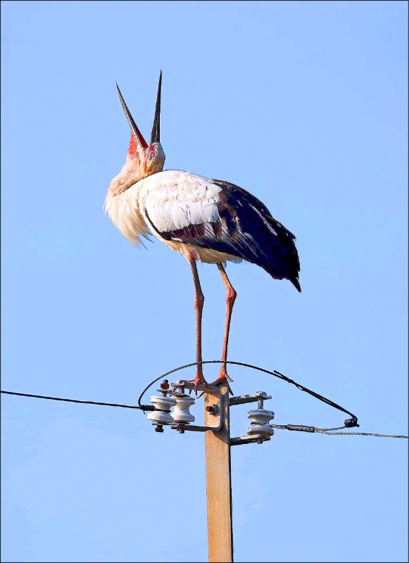 金山區今年發現一級瀕危鳥種東方白鸛，經常停在電線桿上休息。（拍鳥俱樂部陳裕鑫提供）