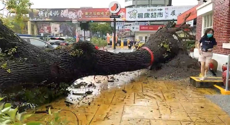 巨大樹幹在幾秒內瞬間倒塌，所幸無砸到人行道外的轎車，且直到倒塌後才有人行經。（民眾提供）
