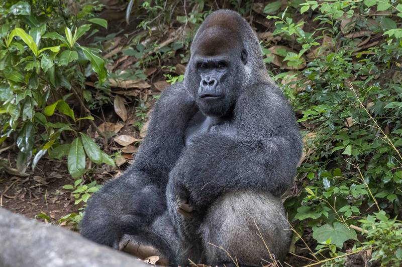 美國亞特蘭大（Atlanta）動物園於本月10日發布聲明表示，園內至少有13隻西部低地大猩猩（Western lowland gorilla）確診。（歐新社）