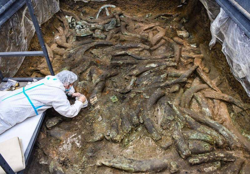 三星堆考古发掘现场7、8号「祭祀坑」发现的大量象牙。（图撷取自网路新华网）(photo:LTN)