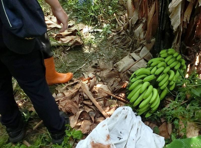 南投警方在遭竊的香蕉園進行調查。（南投分局提供）