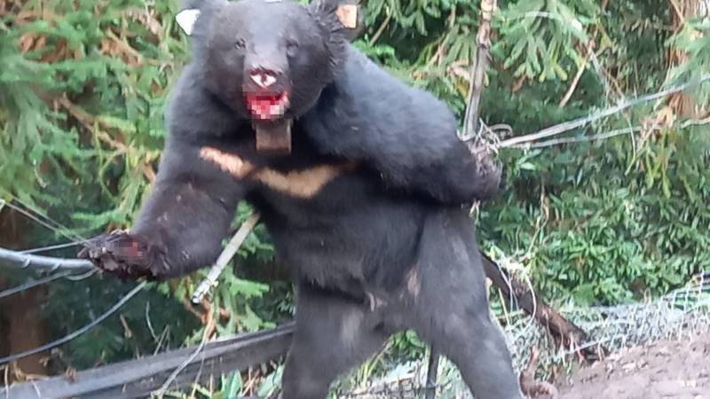 圖為去年10月有台灣黑熊誤入山豬吊陷阱。（資料照，民眾提供）