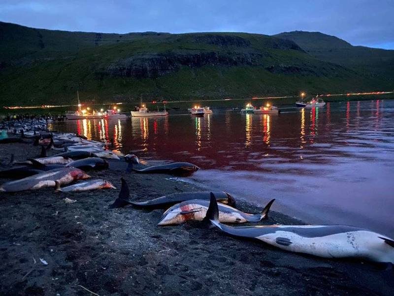 丹麦法罗群岛进行海豚狩猎活动，一个礼拜内有1428头海豚被杀。（图撷取自推特Blue Planet Society）(photo:LTN)