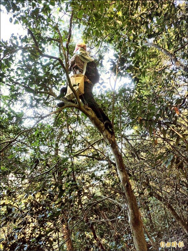 六龜是台灣最大原生山茶區，百年喬木高達數層樓，茶農架梯、爬樹採茶。（記者陳文嬋攝）