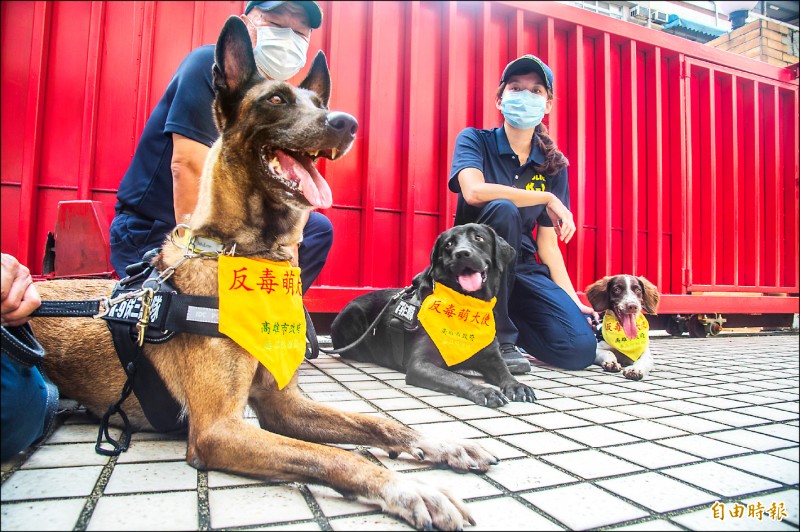 三隻緝毒犬將投入毒防局的反毒宣導任務。（記者張忠義攝）