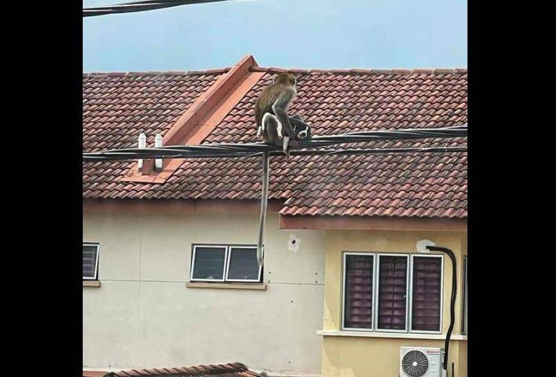 猴子抱著小狗到處跑。（圖翻攝自臉書）