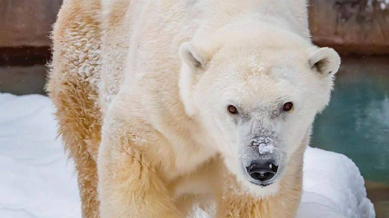 美國 北極熊瑞 雪莉莉離世 比野生平均壽命多1倍 生活 自由時報電子報