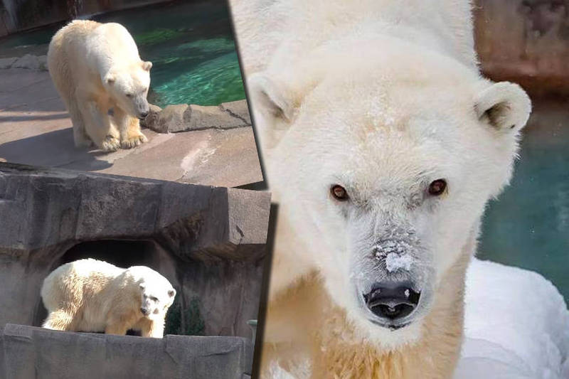 美國 北極熊瑞 雪莉莉離世 比野生平均壽命多1倍 生活 自由時報電子報