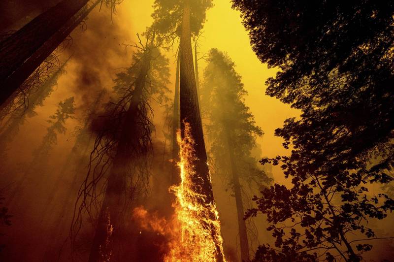 美國加州森林大火頻傳，圖為紅杉國家公園的巨木森林也身陷危機。（美聯社）