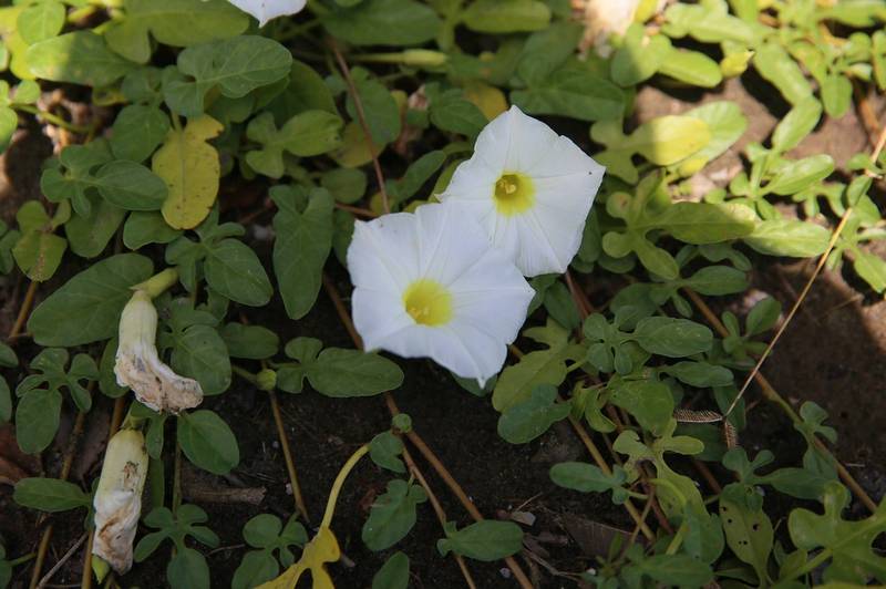 厚葉牽牛被列為「2017台灣維管束植物紅皮書名錄」易危物種。（圖由台江國家公園提供）