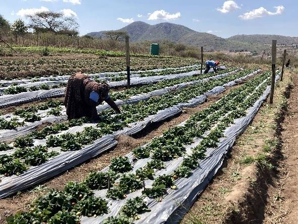 國合會輔導的農民馬錫科（Mrs. Maseko）於田間收穫草莓。（國合會提供）