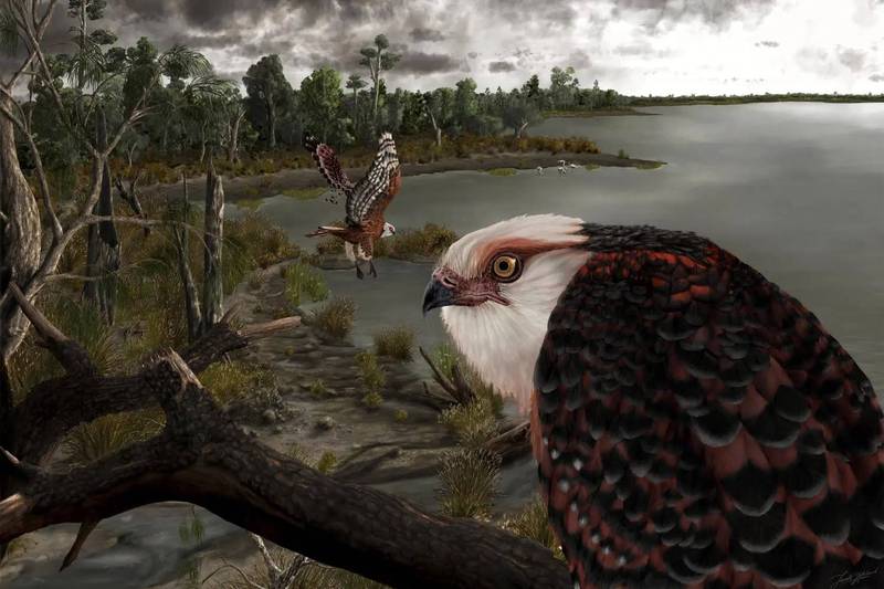 該物種被命名為Archaehierax sylvestris，是世界上最古老的鷹類猛禽之一，圖為這種史前巨鷹假想圖。（圖擷取自Flinders University官網）
